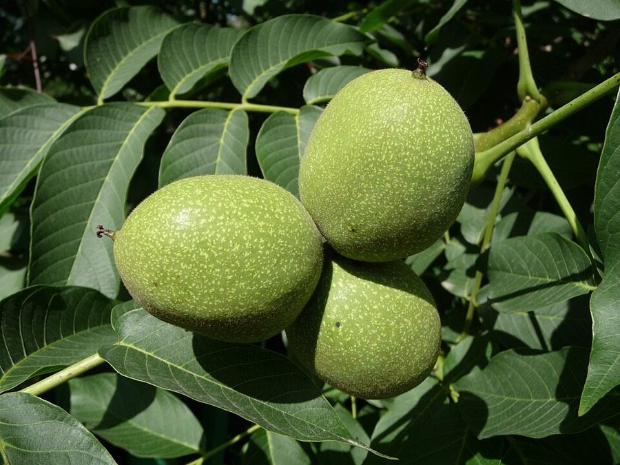 Noci ancora verdi sull'albero
